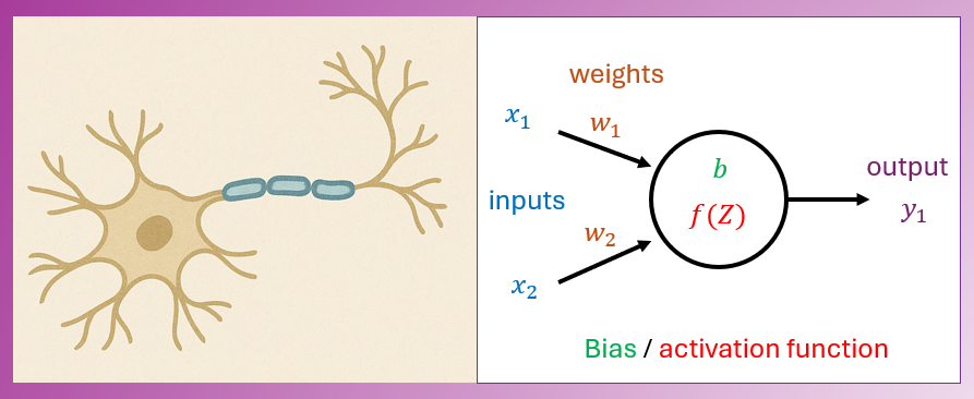 Illustration of interconnected neurons